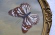 Bild Collage Schmetterlinge um 1900