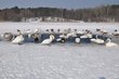 Fotografie "Winter auf dem Wannsse"