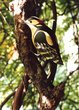 Antiker Holzvogel Buntspecht