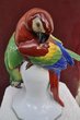 Detail Kopf Papagei rot