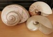 Schneckenhaus Turbanschnecke Meeresschnecke